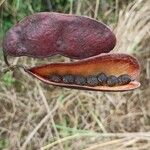 Erythrophleum suaveolens Fruit