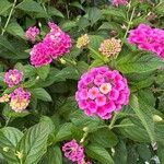 Lantana camara फूल