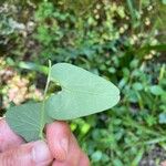 Aristolochia paucinervis Blad