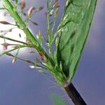 Eragrostis tenella Kůra