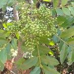 Zanthoxylum rhoifolium Fruit