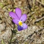 Viola bubanii Cvet