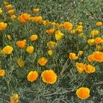 Eschscholzia californica Λουλούδι
