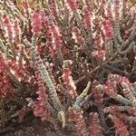 Anabasis articulata Flower