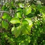 Crataegus douglasii Blatt