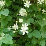 Clematis virginiana Hoja
