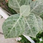 Calotropis procera पत्ता
