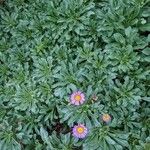 Erigeron glaucusപുഷ്പം