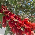Erythrina crista-galli Blüte
