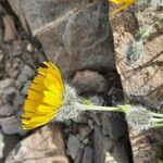 Hieracium villosum Blüte