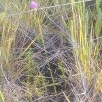 Polygala longicaulis Hábito