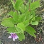 Ipomoea pes-caprae Feuille