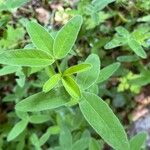Trifolium medium Yaprak
