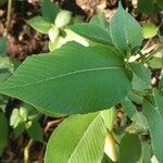 Persicaria campanulata Leaf