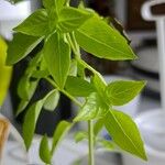 Ocimum americanum Лист