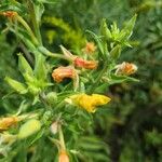 Oenothera villosa फूल