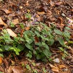 Clinopodium menthifolium Květ