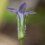 Gilia achilleifolia Λουλούδι