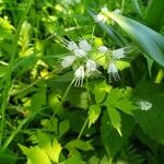 Hydrophyllum virginianum Flower