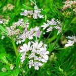 Coriandrum sativum Flower