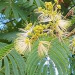 Anadenanthera colubrina Flower