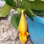 Solandra maximaफूल