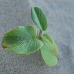 Ipomoea asarifoliaLehti