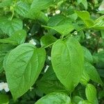 Philadelphus coronariusBlad