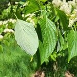 Cornus alternifolia Yaprak