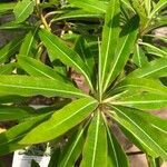 Euphorbia mellifera Lapas