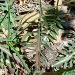 Lactuca perennis Leaf