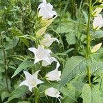 Campanula latifoliaFlor