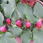 Curcuma longa অভ্যাস