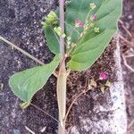 Boerhavia diffusa 葉