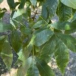 Carya cordiformis Blatt