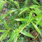 Epidendrum rigidum Leaf