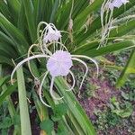 Hymenocallis occidentalis പുഷ്പം