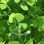 Marsilea quadrifolia Likasa