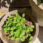 Peperomia rotundifolia Hoja