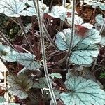 Heuchera micrantha Folha