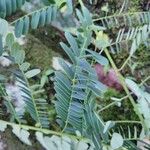 Caesalpinia pulcherrimaপাতা