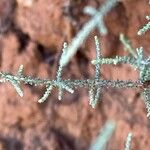 Seriphium plumosum Лист