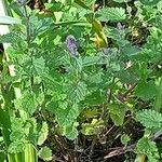 Nepeta catariaফুল