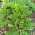 Asparagus densiflorus Leaf