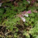 Teucrium rotundifolium Habitatea