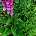 Digitalis thapsi Pokrój