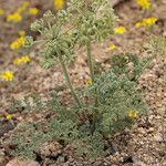 Lomatium mohavense Агульны выгляд