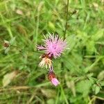 Centaurea nigrescensŽiedas