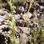 Artemisia alba Flower