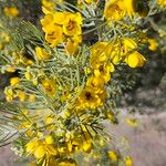 Senna artemisioides Blüte